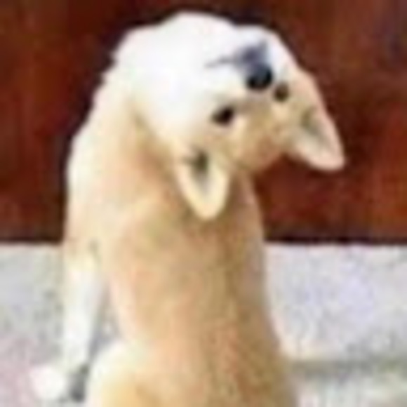 Meet your Posher, Juice - Picture 1 of 1